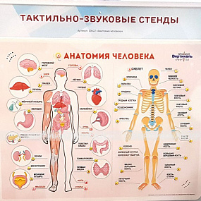 «Анатомия человека»