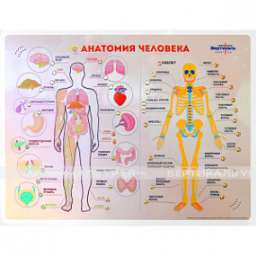 «Анатомия человека»